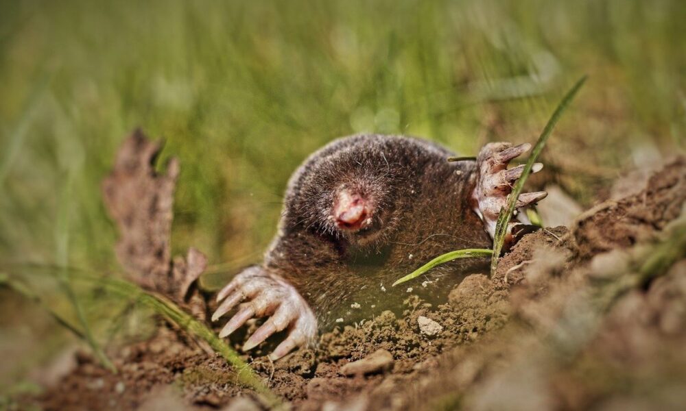 Растения-защитники: как избавиться от кротов на даче и сохранить урожай