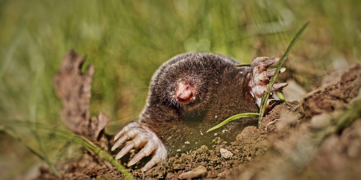 Растения-защитники: как избавиться от кротов на даче и сохранить урожай
