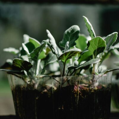 Как закалить рассаду перед высадкой в грунт: пошаговая инструкция для опытных и новичков