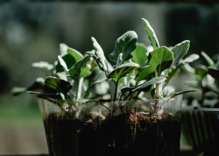 Как закалить рассаду перед высадкой в грунт: пошаговая инструкция для опытных и новичков