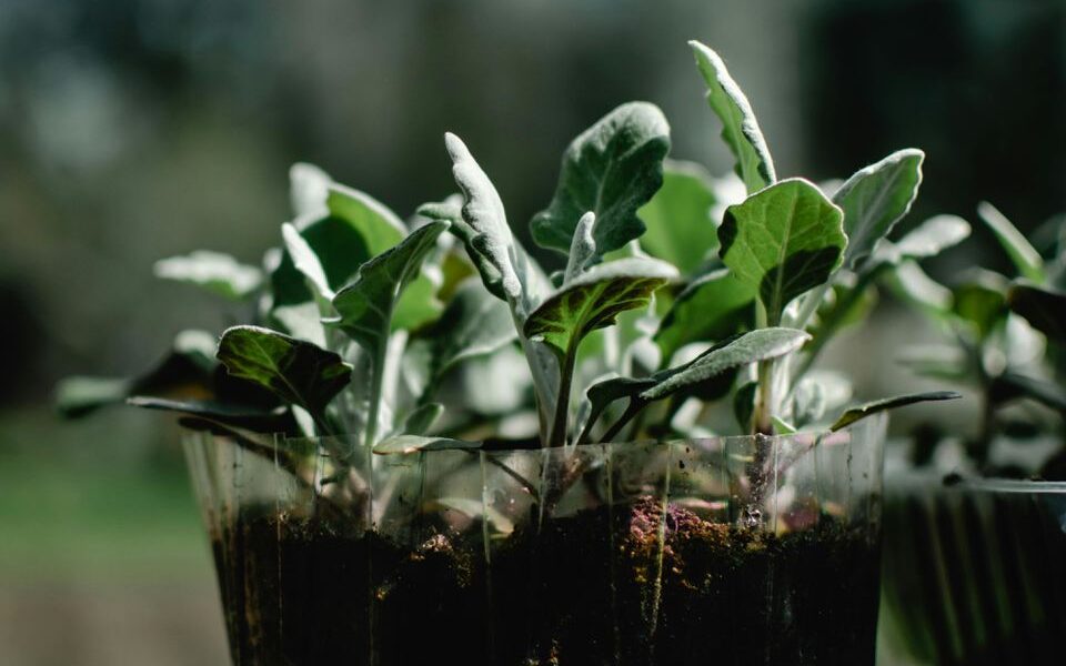 Как закалить рассаду перед высадкой в грунт: пошаговая инструкция для опытных и новичков