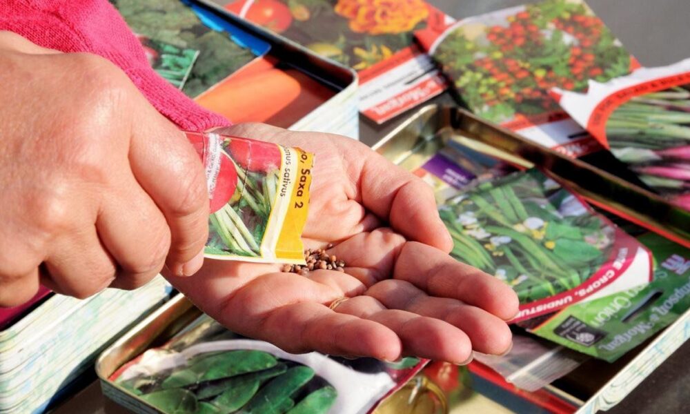 10 распространённых ошибок при покупке семян для дачи и огорода