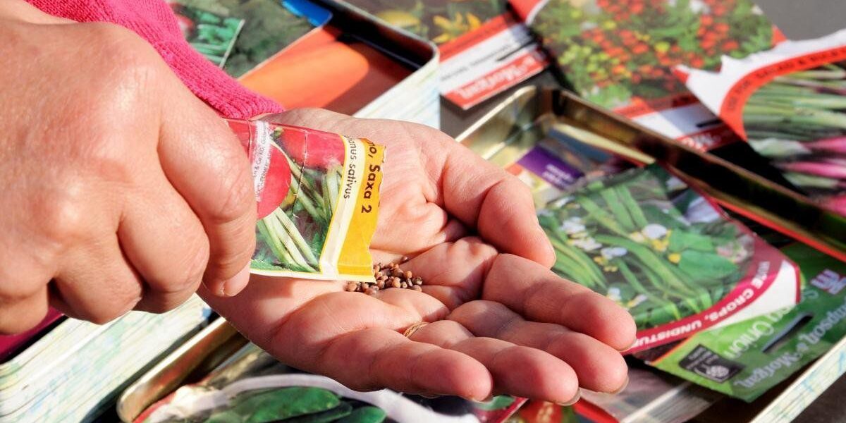 10 распространённых ошибок при покупке семян для дачи и огорода