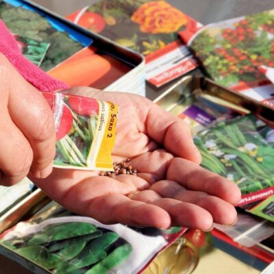 10 распространённых ошибок при покупке семян для дачи и огорода