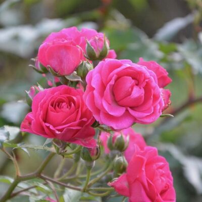 Лайфхаки для новичков: как не испортить декоративные растения при посадке