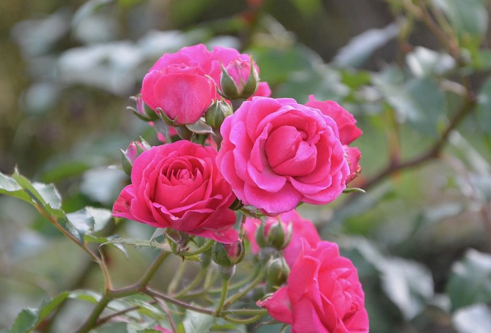 Лайфхаки для новичков: как не испортить декоративные растения при посадке