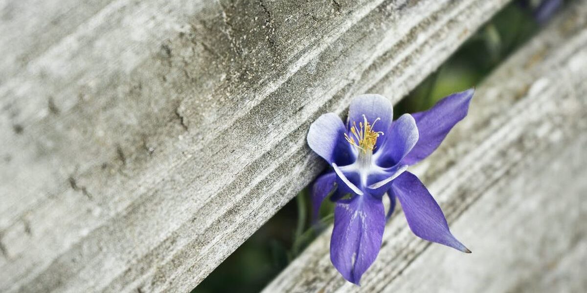 Как заставить белую орхидею цвести синими цветами: секреты опытных садоводов