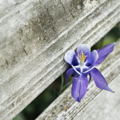 Как заставить белую орхидею цвести синими цветами: секреты опытных садоводов