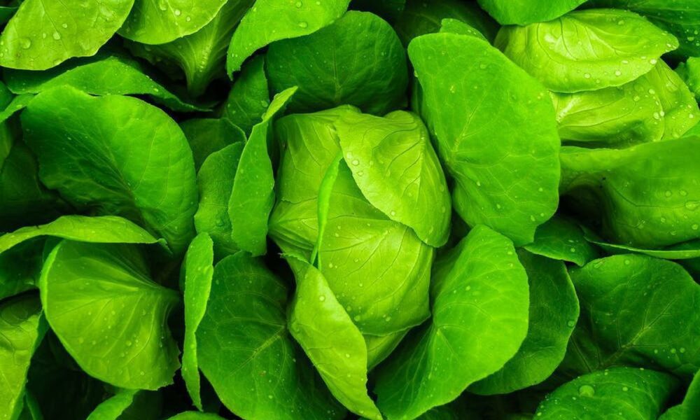 Осенняя посадка зелени: 7 лучших идей для весеннего урожая