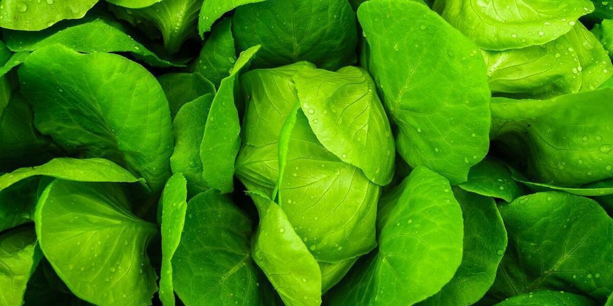 Осенняя посадка зелени: 7 лучших идей для весеннего урожая