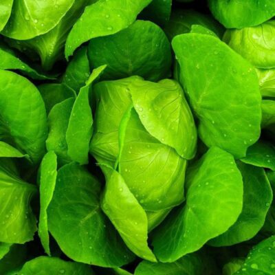 Осенняя посадка зелени: 7 лучших идей для весеннего урожая