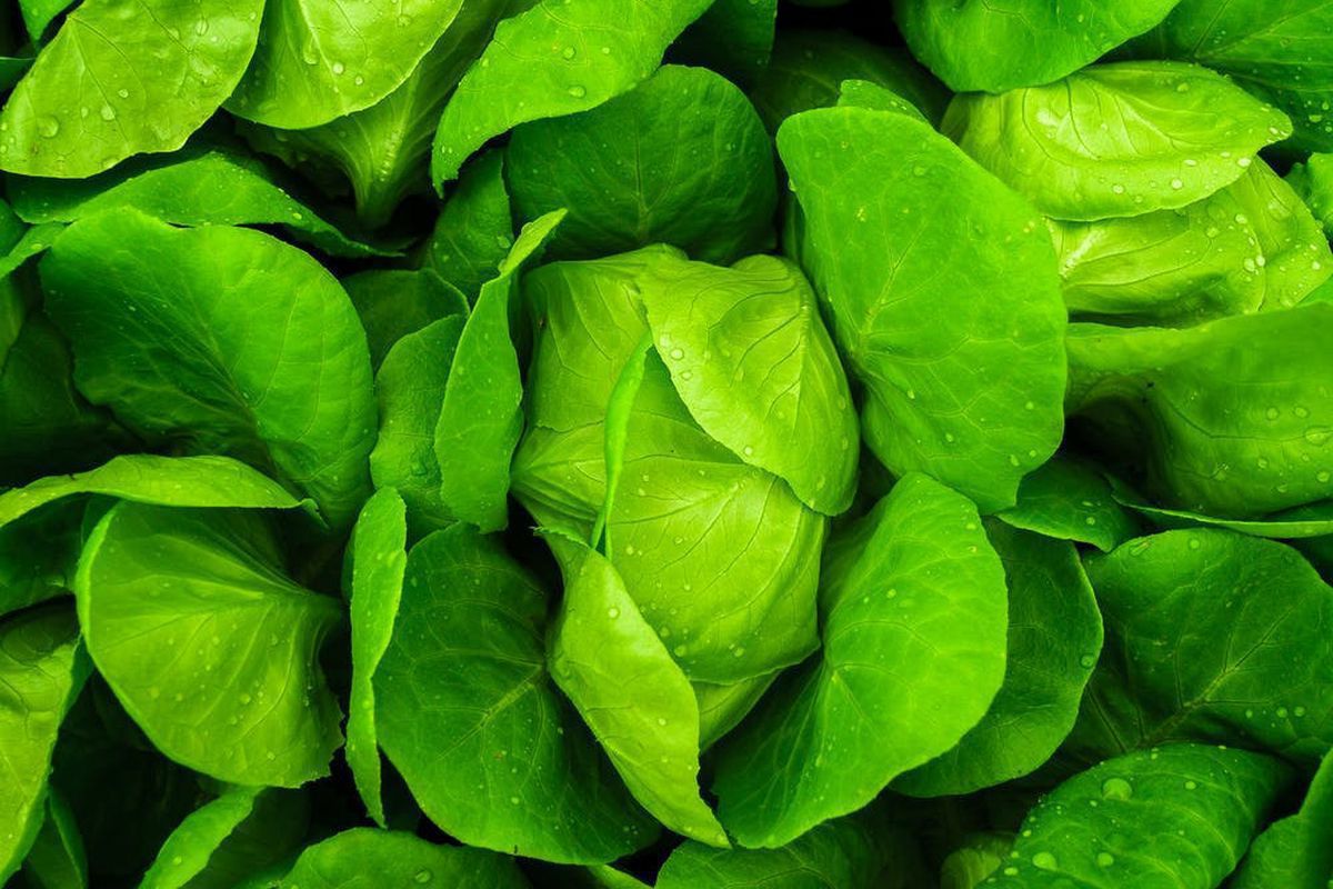 Осенняя посадка зелени: 7 лучших идей для весеннего урожая