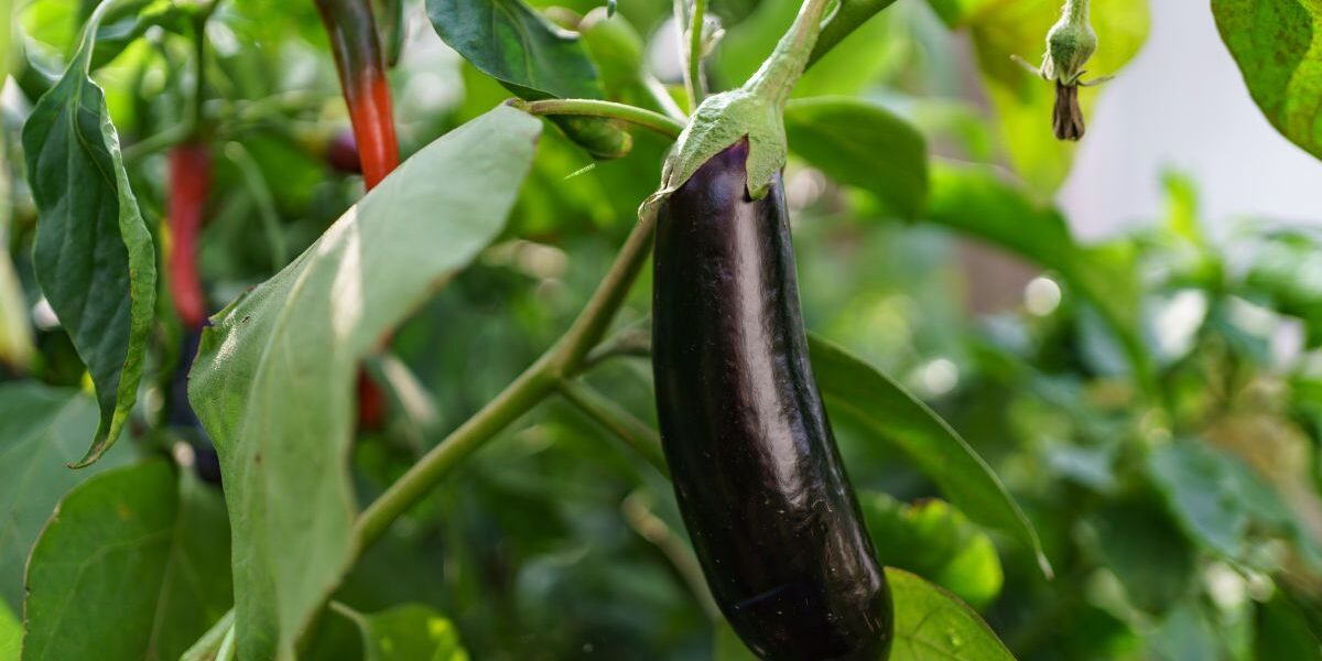 Удобрения для рассады баклажанов и перца: секреты обильного урожая