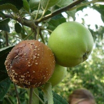 Как спасти ваш сад: спасаем яблоню от гнили и болезней