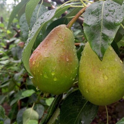 Дождевая вода на огороде: польза и секреты сбора для каждой хозяйки