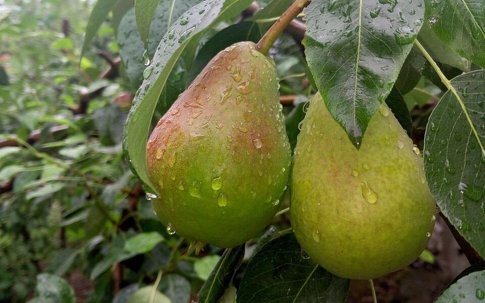 Дождевая вода на огороде: польза и секреты сбора для каждой хозяйки