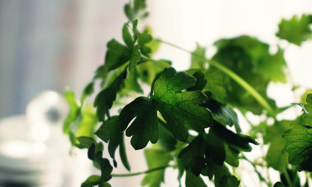 Огород на подоконнике: какие травы вырастить и как это сделать легко