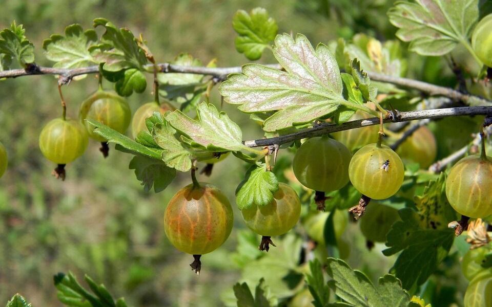 Весенний уход за агрусом: секреты обильного урожая
