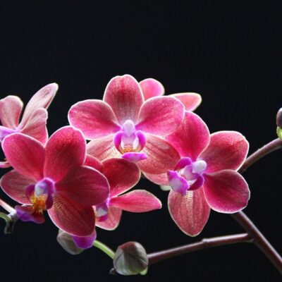 Комнатные растения для здорового сна: создаем уют и боремся с бессонницей