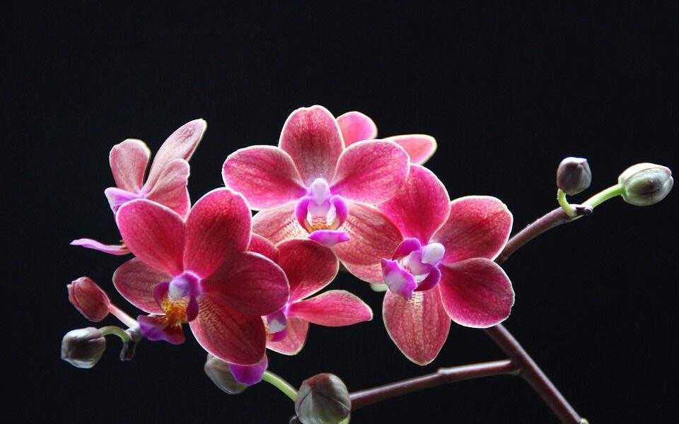 Комнатные растения для здорового сна: создаем уют и боремся с бессонницей