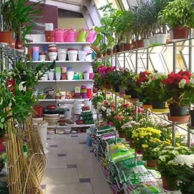 Как помочь комнатным растениям адаптироваться дома: полное руководство