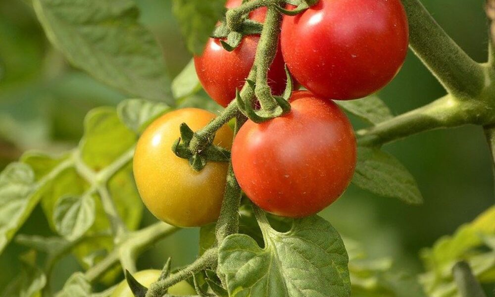 Августовская подкормка помидоров: секреты сладких и ароматных плодов