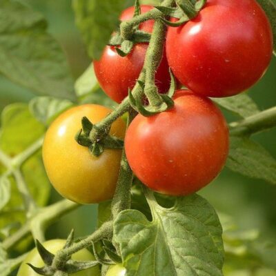 Августовская подкормка помидоров: секреты сладких и ароматных плодов