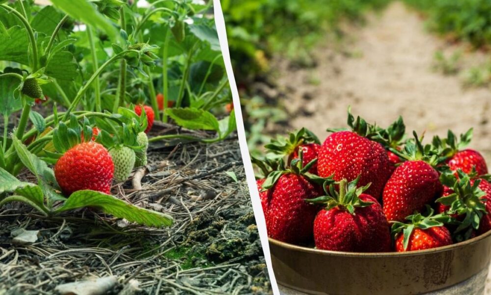 Секреты пышной клубники: как избежать частых ошибок в поливе