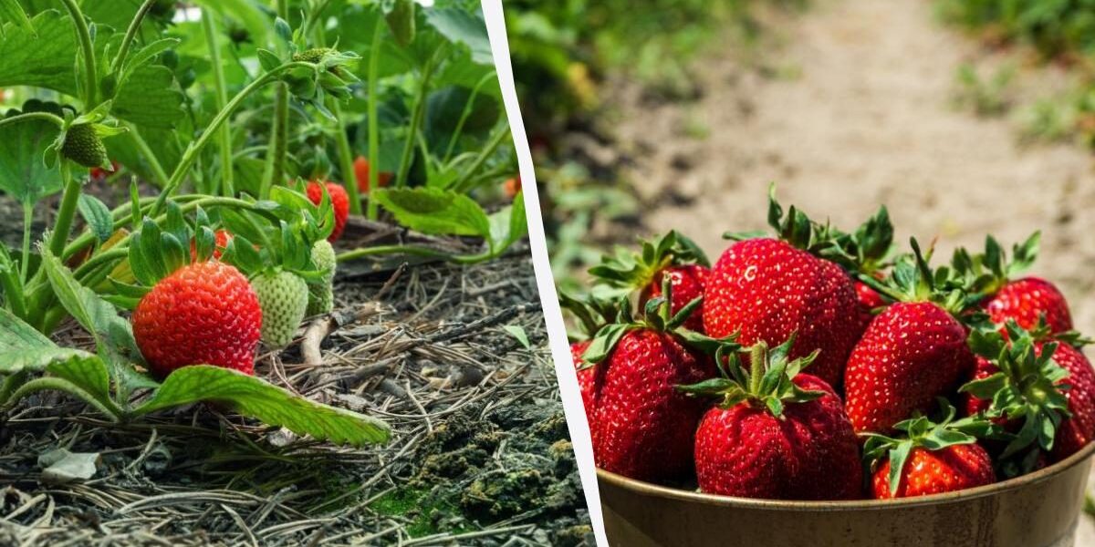 Секреты пышной клубники: как избежать частых ошибок в поливе