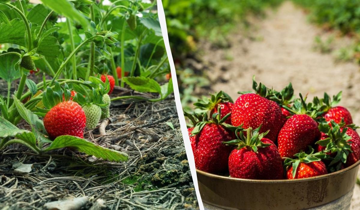 Секреты пышной клубники: как избежать частых ошибок в поливе