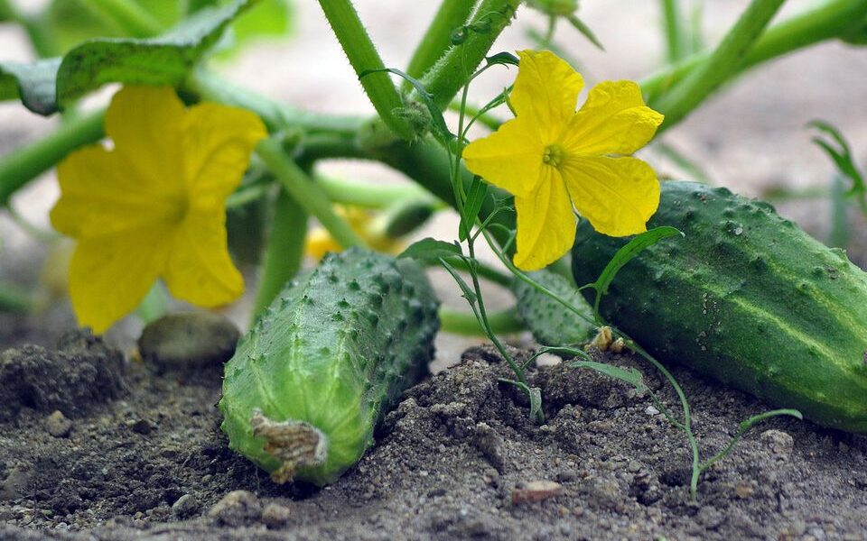 Секрет сладких огурцов: правда ли аспирин помогает?