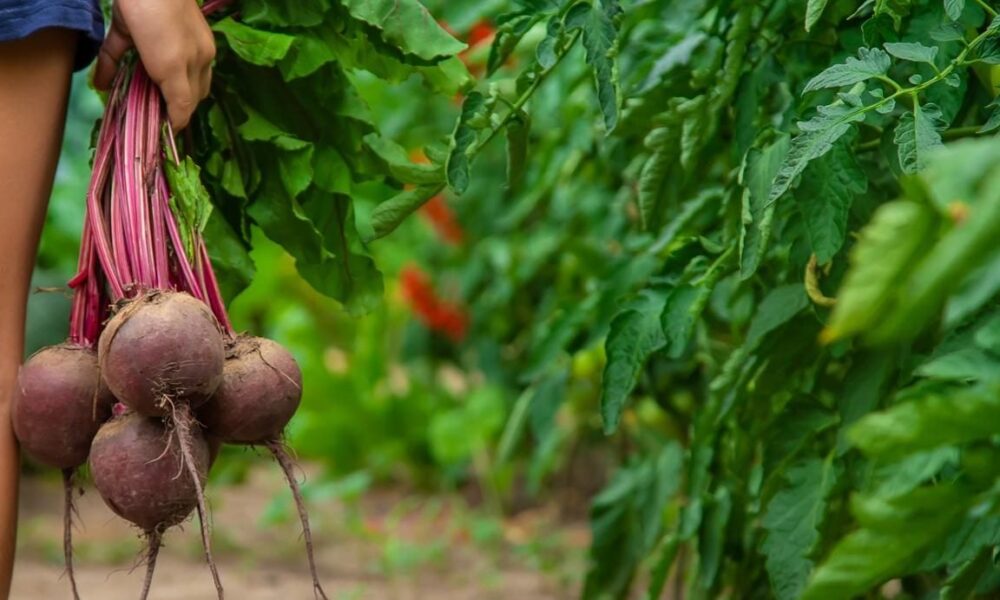 Кому вреден свекольный сок: узнайте, кому стоит отказаться от этого овоща