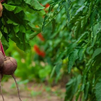 Кому вреден свекольный сок: узнайте, кому стоит отказаться от этого овоща