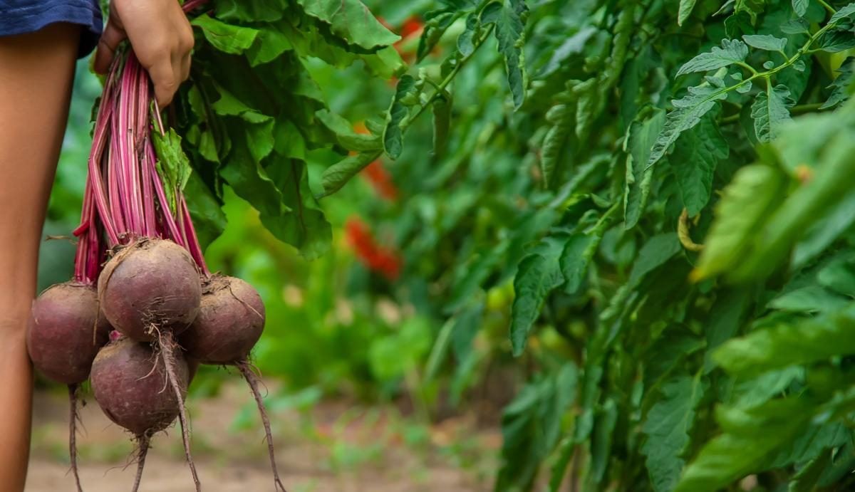 Кому вреден свекольный сок: узнайте, кому стоит отказаться от этого овоща