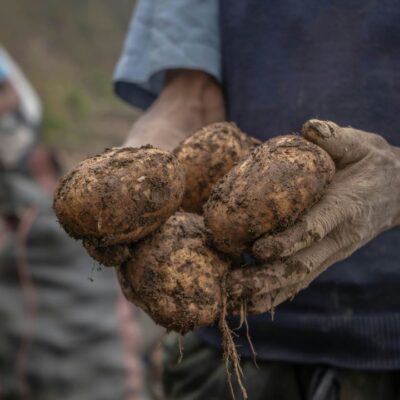 Секрет щедрого урожая картофеля: простая смесь для богатой почвы