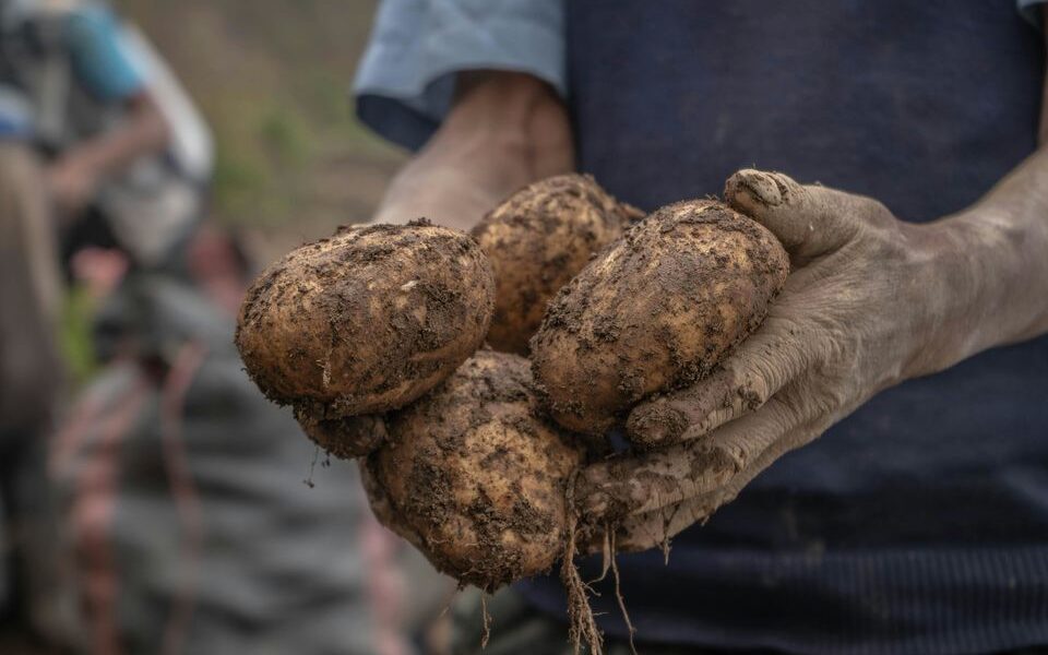 Секрет щедрого урожая картофеля: простая смесь для богатой почвы