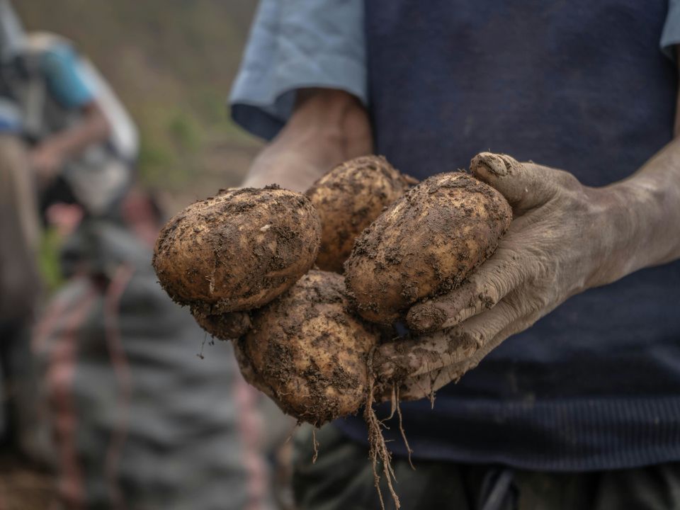 Секрет щедрого урожая картофеля: простая смесь для богатой почвы