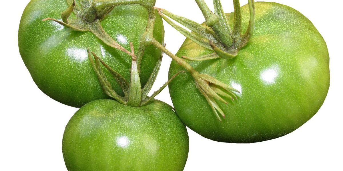 Как сохранить зеленые помидоры: полезные советы для вашего урожая