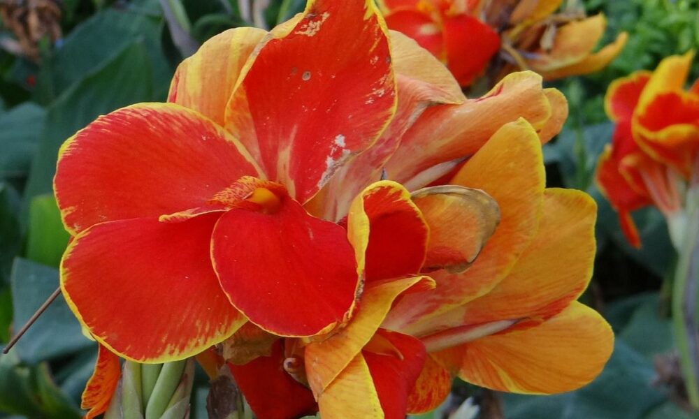 Как сохранить канны зимой: секреты выкапывания и хранения