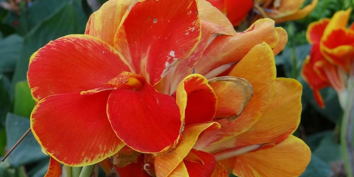 Как сохранить канны зимой: секреты выкапывания и хранения