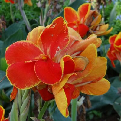 Как сохранить канны зимой: секреты выкапывания и хранения