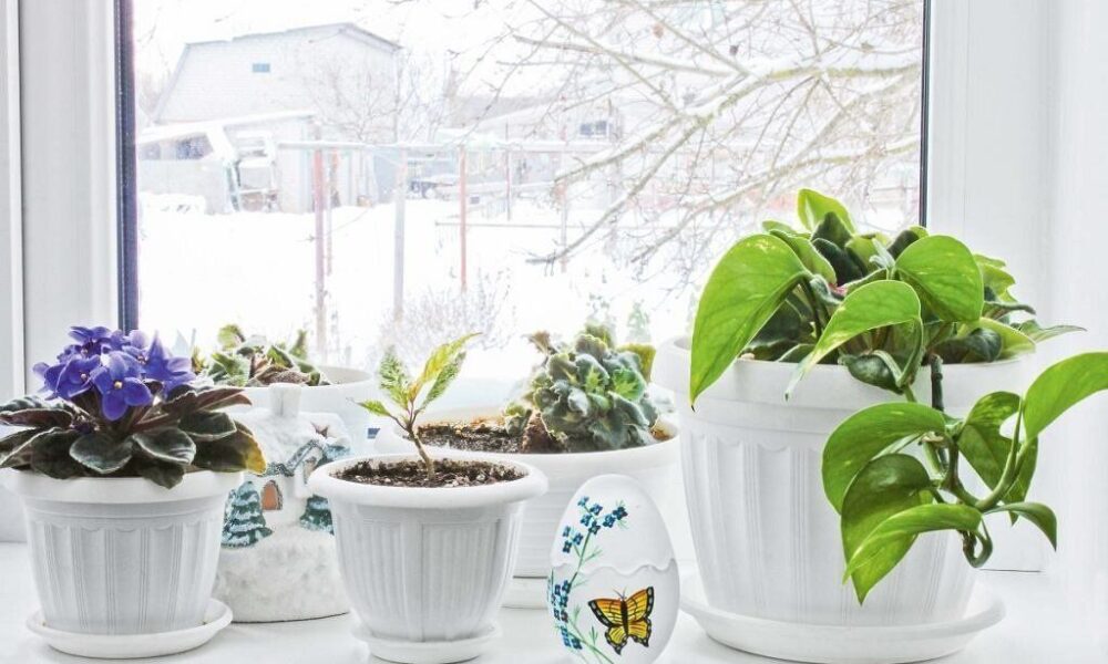 Как сохранить комнатные растения зимой: 5 советов для уюта в доме