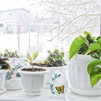 Как сохранить комнатные растения зимой: 5 советов для уюта в доме