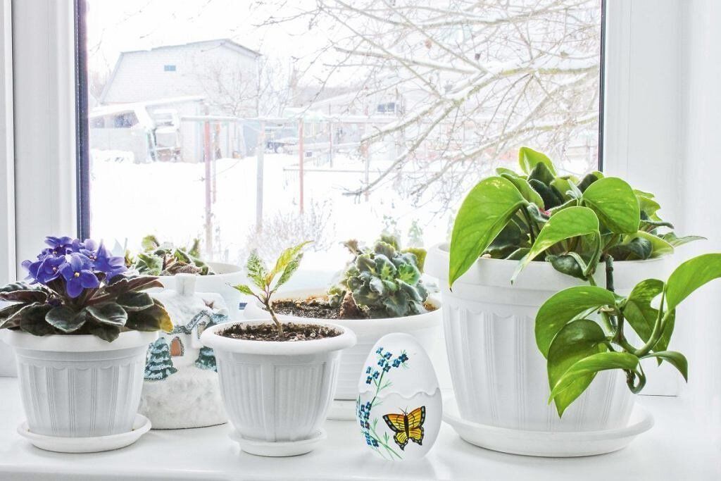 Как сохранить комнатные растения зимой: 5 советов для уюта в доме