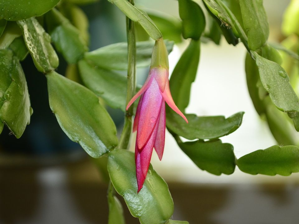 Цветок декабриста: секрет пышного цветения и крепких бутонов