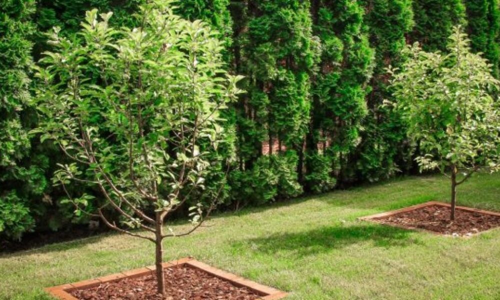 Как правильно сажать деревья возле забора: секреты для вашего сада