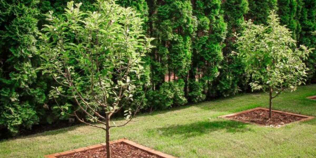 Как правильно сажать деревья возле забора: секреты для вашего сада