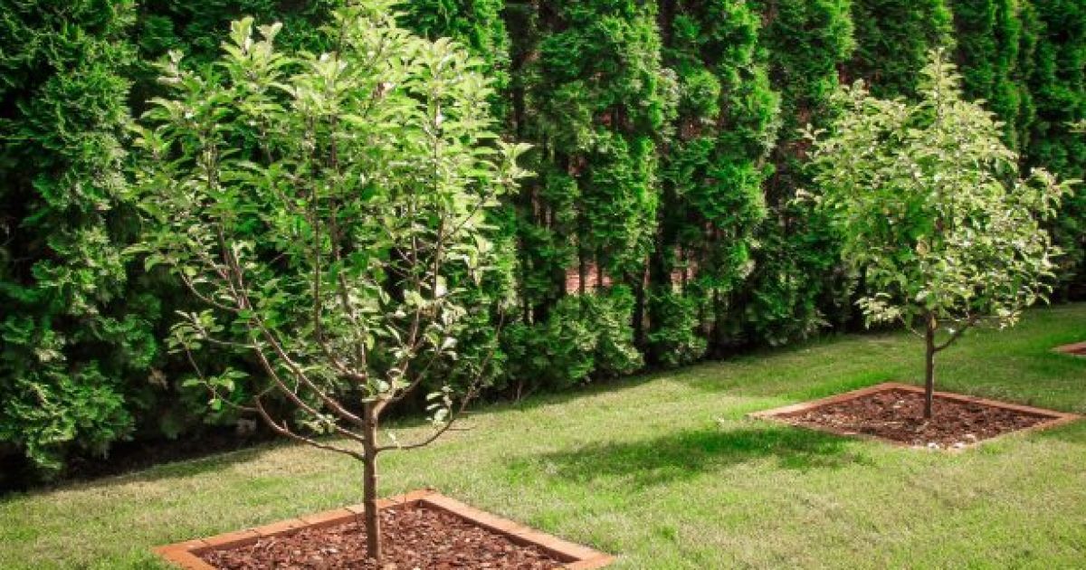 Как правильно сажать деревья возле забора: секреты для вашего сада
