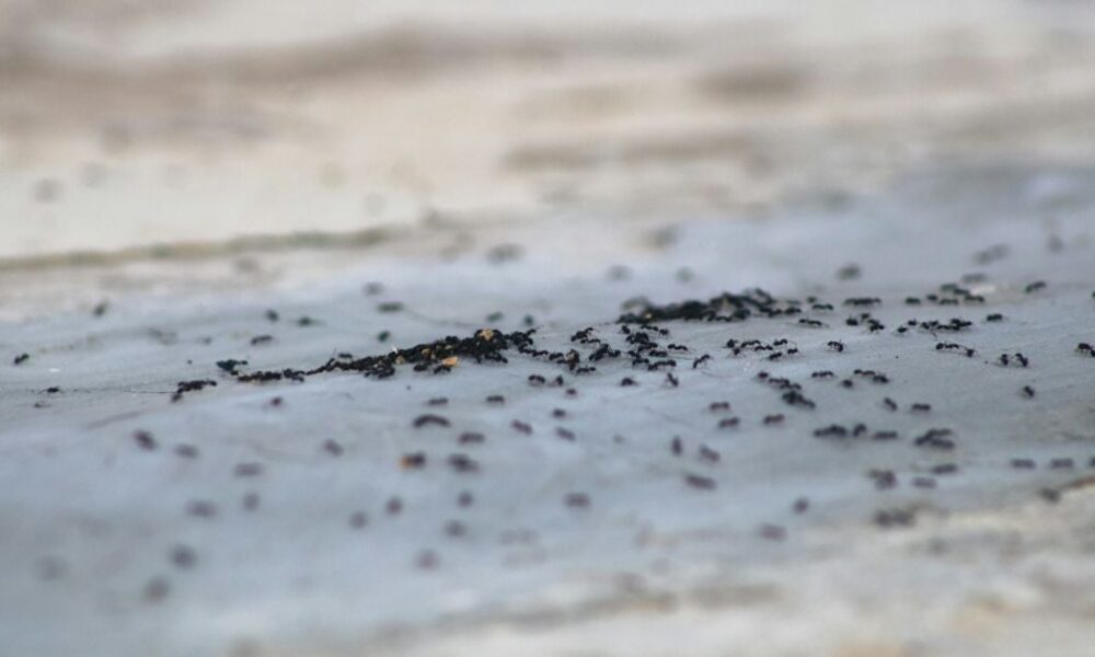 Избавьтесь от муравьев на даче навсегда: проверенные средства для вашего огорода