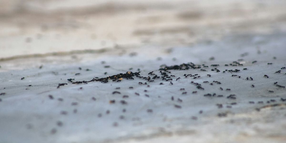 Избавьтесь от муравьев на даче навсегда: проверенные средства для вашего огорода